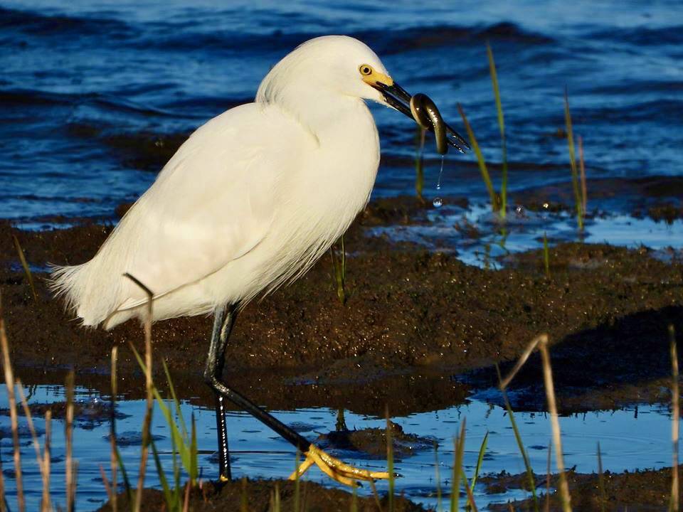 Snowy egret eating eel by Charles Lister/U. S. Fish and Wildlife Service - Northeast Region is marked with Public Domain Mark 1.0.